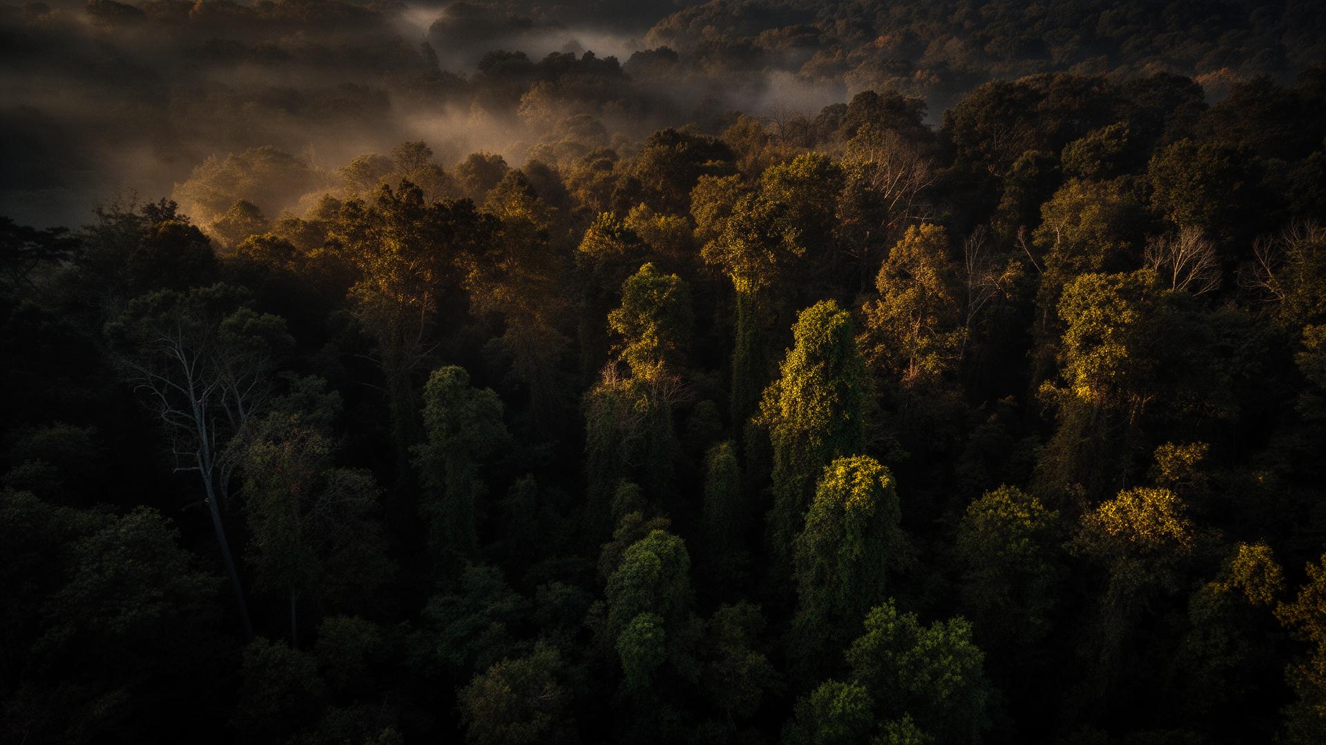 Aerial drone view of overgrown Tennessee woodland at golden hour